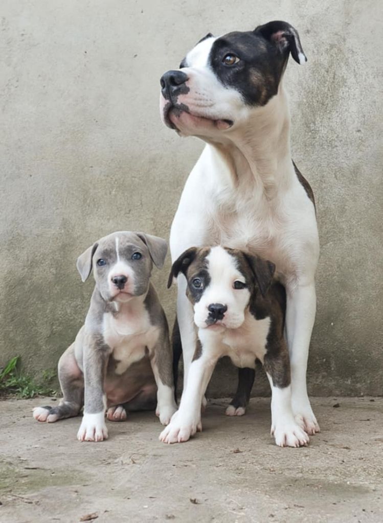 Psyche Destiny - American Staffordshire Terrier - Portée née le 15/07/2025